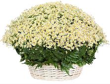 Цветочная композиция из Ромашки в корзине #REPLACE_PRED# Суворове